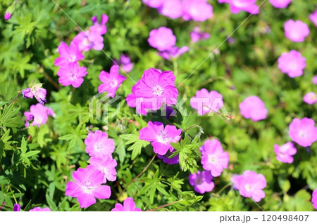 可愛い アケボノフウロの花 可愛い アケボノフウロの花 120498407
