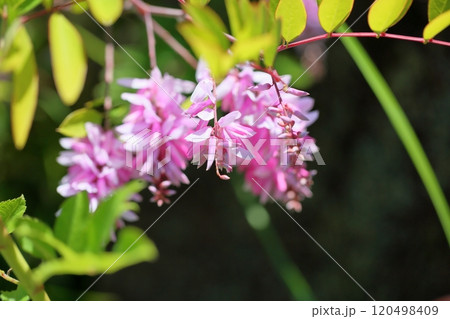 ニワフジの花 120498409