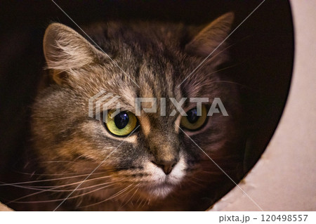A cute gray British cat with light green eyes lies in the box house and looks 120498557