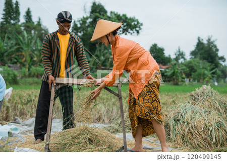 Farmers, dressed in traditional attire, are actively harvesting rice using their tools Farmers, dressed in traditional attire, are actively harvesting rice using their tools 120499145