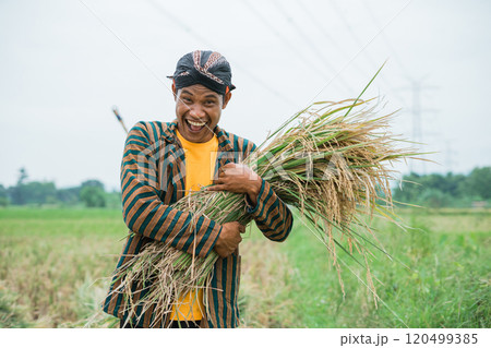 A Joyful Farmer Engaged in the Process of Harvesting Rice Amidst Lush, Green Fields 120499385
