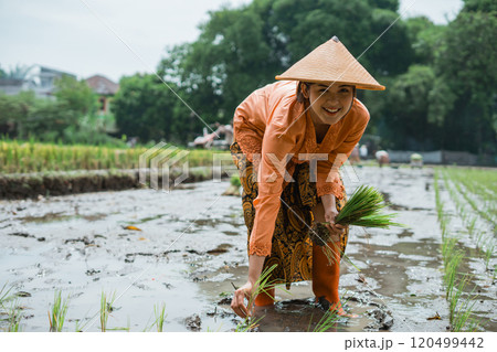 A Rice Farmer is actively cultivating the fields while wearing traditional Asian attire A Rice Farmer is actively cultivating the fields while wearing traditional Asian attire 120499442