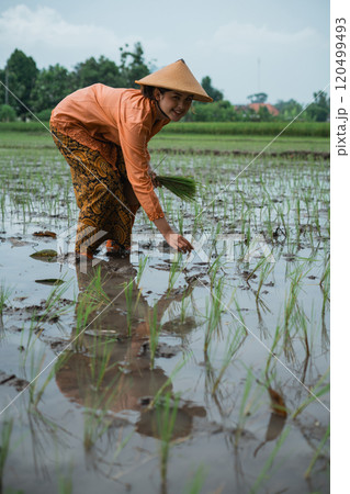 A Rice Farmer Engaging in the Cultivation of Rice Fields in Southeast Asia A Rice Farmer Engaging in the Cultivation of Rice Fields in Southeast Asia 120499493