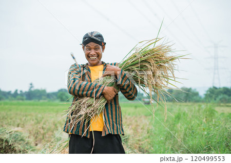 A Joyful Farmer Happily Harvesting Rice in a Lush Green Field Under the Sun A Joyful Farmer Happily Harvesting Rice in a Lush Green Field Under the Sun 120499553