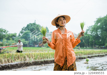A Joyful, Smiling Woman Happily Harvesting Rice...の写真素材 [120499555] - PIXTA