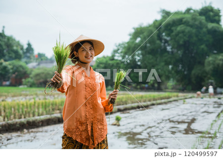 A Joyful Farmer Working in a Lush Rice Field Surrounded by Freshly Harvested Green Shoots A Joyful Farmer Working in a Lush Rice Field Surrounded by Freshly Harvested Green Shoots 120499597