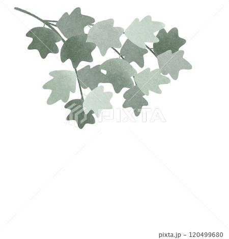 maple branch maple branch 120499680