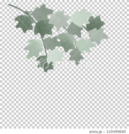 maple branch maple branch 120499680