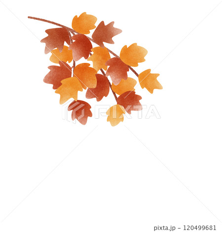 maple branch maple branch 120499681