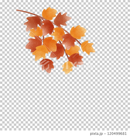 maple branch maple branch 120499681