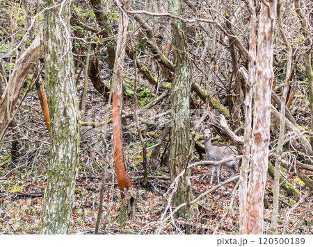 山の中で突然出会った子鹿 山の中で突然出会った子鹿 120500189