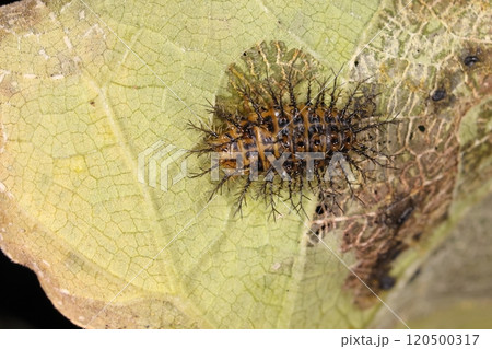 生き物　昆虫　トホシテントウ、幼虫です。長細い俵型に枝分かれしたトゲトゲが沢山 120500317