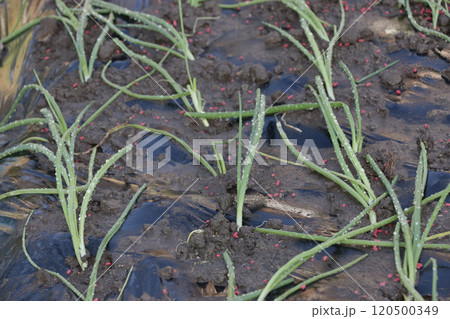 タマネギ、苗定植翌朝の水やり タマネギ、苗定植翌朝の水やり 120500349