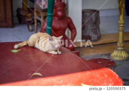 カンボジアのプノンペン周辺にいる猫 カンボジアのプノンペン周辺にいる猫 120500375