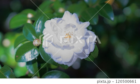 薄紫に見える山茶花 薄紫に見える山茶花 120500661