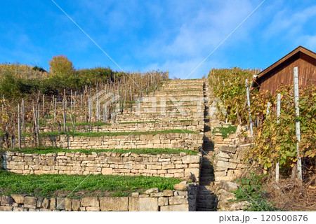 Picturesque and Scenic Vineyard Steps Ascending to a Rustic Structure Beneath a Clear Blue Sky Picturesque and Scenic Vineyard Steps Ascending to a Rustic Structure Beneath a Clear Blue Sky 120500876