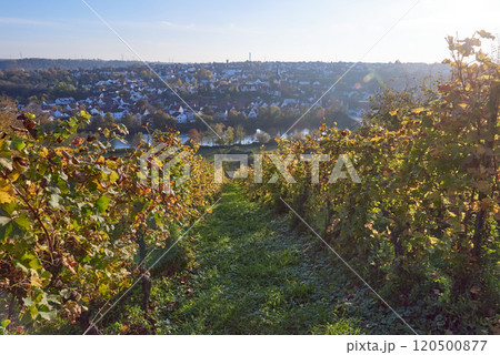 Stunning Autumn Vineyard Landscape Overlooking a Scenic and Picturesque Town Below. Stunning Autumn Vineyard Landscape Overlooking a Picturesque Town. A Scenic View of Vibrant Foliage and a Serene 120500877