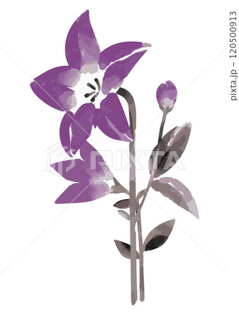 桔梗の墨絵イラスト 桔梗の墨絵イラスト 120500913