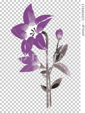 桔梗の墨絵イラスト 桔梗の墨絵イラスト 120500913