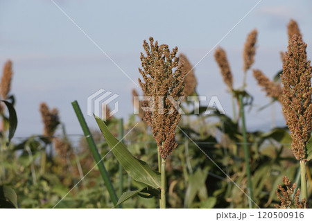 ソルゴー畑 120500916