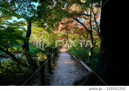 紅葉が始まりだした公園の遊歩道 紅葉が始まりだした公園の遊歩道 120501242