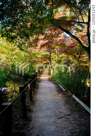 紅葉が始まりだした公園の遊歩道 紅葉が始まりだした公園の遊歩道 120501243