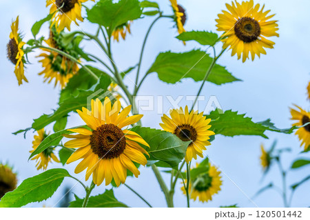 強い風に揺れる真夏の向日葵たち 120501442