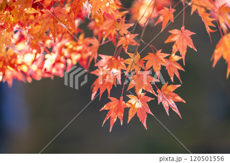 秋の天守閣自然公園　紅葉　宮城県仙台市 120501556
