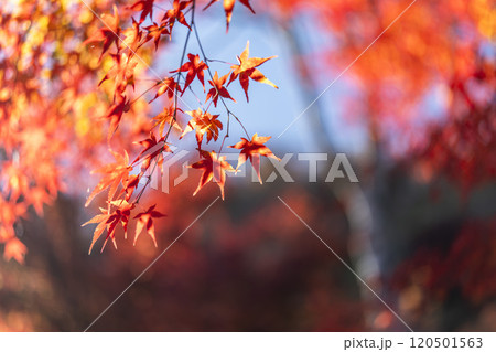 秋の天守閣自然公園　紅葉　宮城県仙台市 120501563