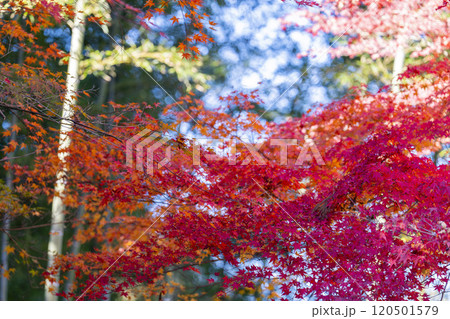 秋の天守閣自然公園 紅葉 宮城県仙台市 秋の天守閣自然公園 紅葉 宮城県仙台市 120501579