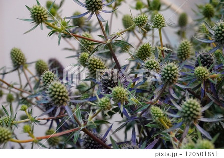 アザミの花 アザミの花 120501851
