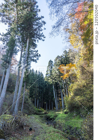 秋の天守閣自然公園　紅葉　宮城県仙台市 120502040