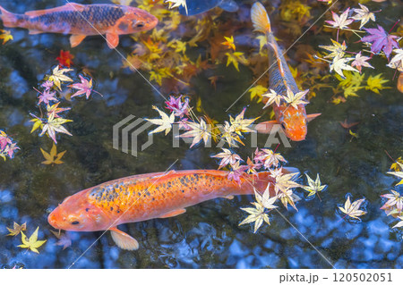 秋の天守閣自然公園 池の鯉と紅葉 宮城県仙台市 秋の天守閣自然公園 池の鯉と紅葉 宮城県仙台市 120502051