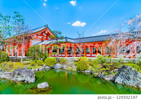 京都 桜満開の三十三間堂 庭園と東大門 京都 桜満開の三十三間堂 庭園と東大門 120502197