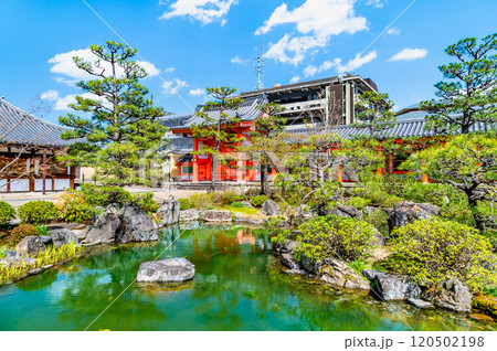 京都 桜満開の三十三間堂 庭園と東大門 京都 桜満開の三十三間堂 庭園と東大門 120502198