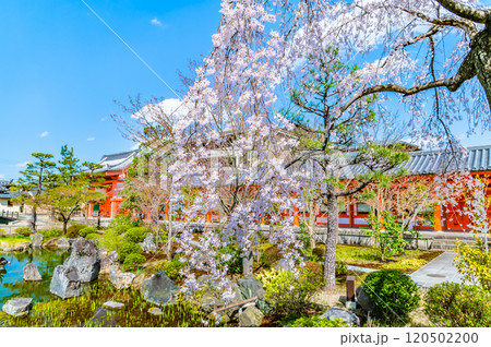 京都 桜満開の三十三間堂 庭園と東大門 京都 桜満開の三十三間堂 庭園と東大門 120502200
