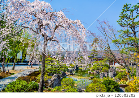 京都　桜満開の三十三間堂　庭園と東大門 120502202
