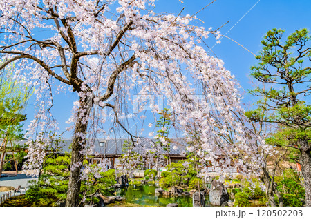 京都 桜満開の三十三間堂 庭園と東大門 京都 桜満開の三十三間堂 庭園と東大門 120502203