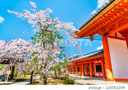 京都　桜満開の三十三間堂　庭園と東大門 120502204