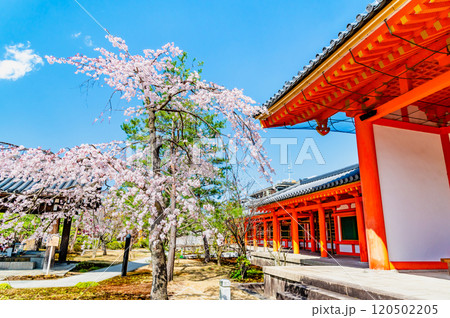 京都　桜満開の三十三間堂　庭園と東大門 120502205