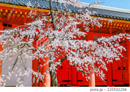 京都 桜満開の三十三間堂 東大門 京都 桜満開の三十三間堂 東大門 120502206