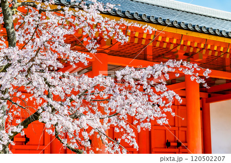 京都　桜満開の三十三間堂　東大門 120502207