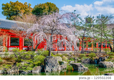 京都　桜満開の三十三間堂　庭園と東大門 120502208