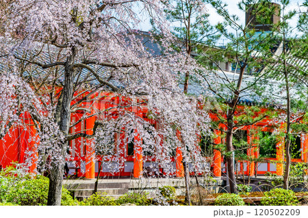 京都 桜満開の三十三間堂 東大門 京都 桜満開の三十三間堂 東大門 120502209