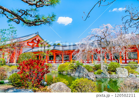 京都　桜満開の三十三間堂　庭園と東大門 120502211