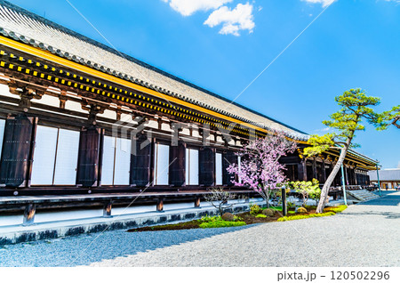 京都 三十三間堂 本堂 京都 三十三間堂 本堂 120502296