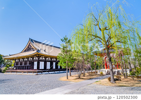 京都 三十三間堂 本堂 京都 三十三間堂 本堂 120502300