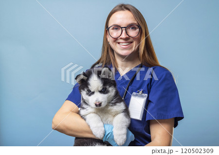 Veterinarian holding husky puppy smiling 120502309