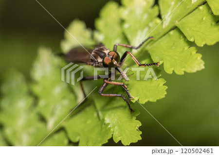 ムシヒキアブ 120502461