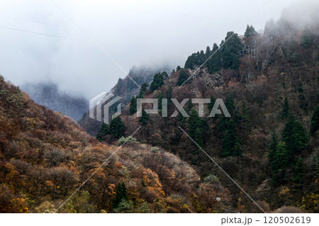 仙岩トンネルを越えた仙岩峠の黄葉を残す初冬の風景 120502619
